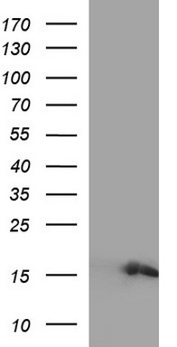 MEK1 Antibody