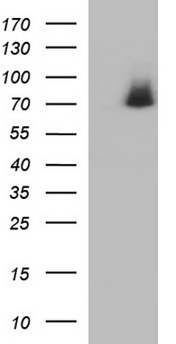 MEK1 Antibody