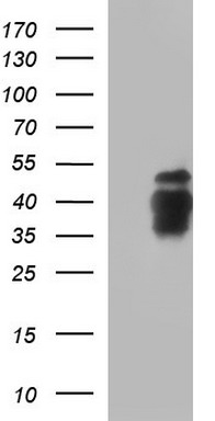 MEK1 Antibody