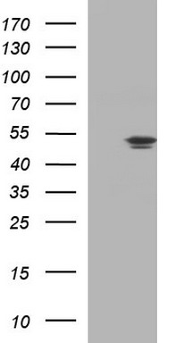 MEK1 Antibody