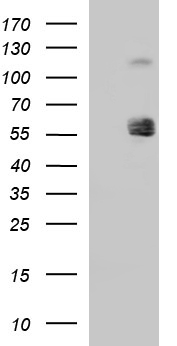 MEK1 Antibody