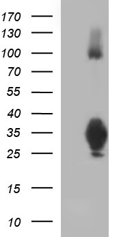 MEK1 Antibody