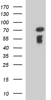 MEK1 Antibody