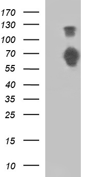 MEK1 Antibody