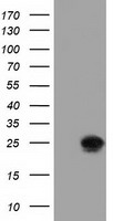 MEK1 Antibody