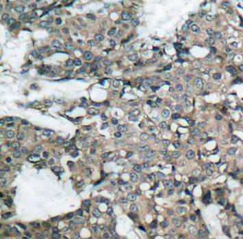 MEK1 (Ab-221) Antibody