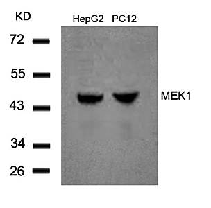 MEK1 (Ab-291) Antibody