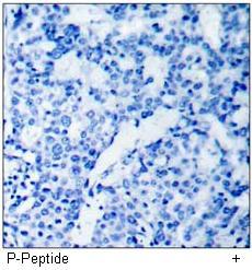 MEK1 (Phospho-Ser221) Antibody