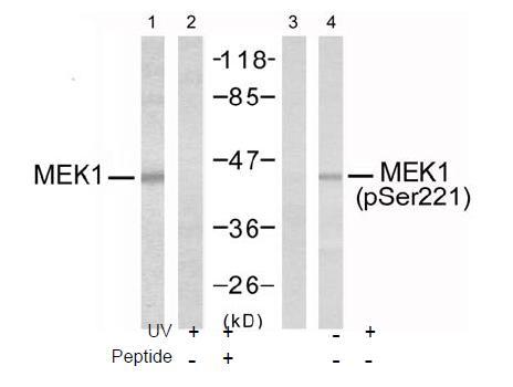 MEK1 (Phospho-Ser221) Antibody