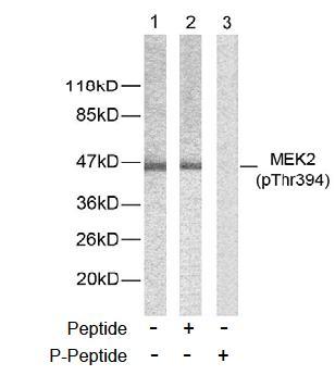 MEK-2 (Phospho-Thr394) Antibody