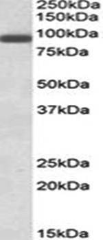Goat anti-PRDM1 / MEL1 Antibody