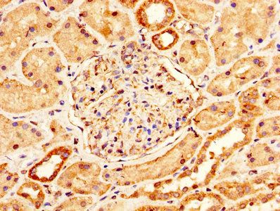 PMEL Antibody