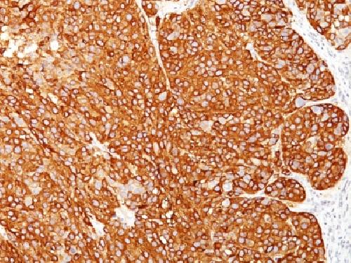 MLANA Antibody