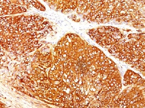 MLANA Antibody