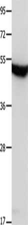 MTNR1A Antibody