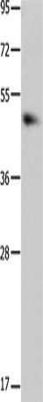 MTNR1A Antibody