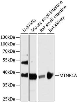 Melatonin Receptor 1A antibody