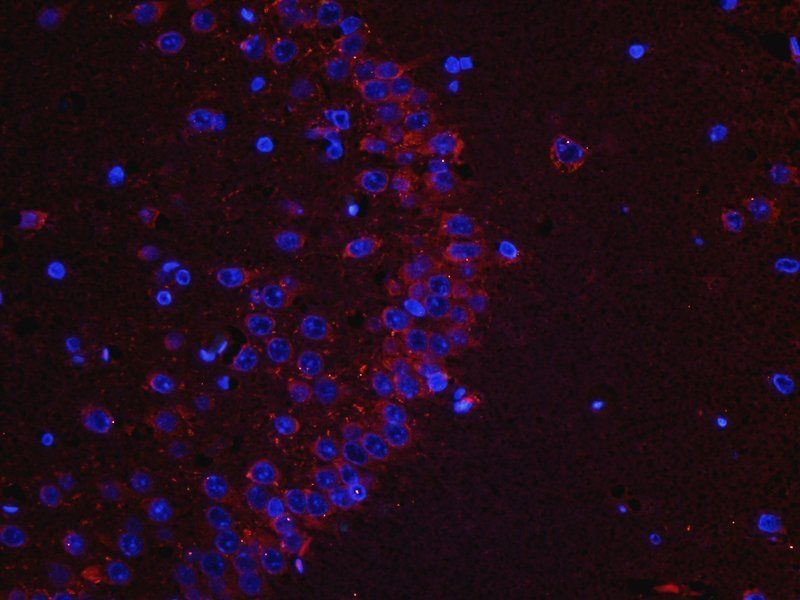 Melatonin Receptor 1A antibody