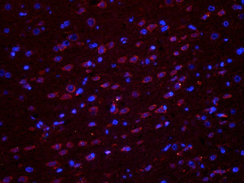 Melatonin Receptor 1A antibody