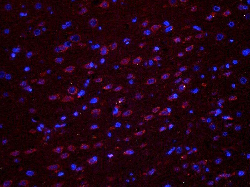 Melatonin Receptor 1A antibody