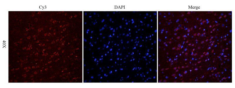 Melatonin Receptor 1A antibody