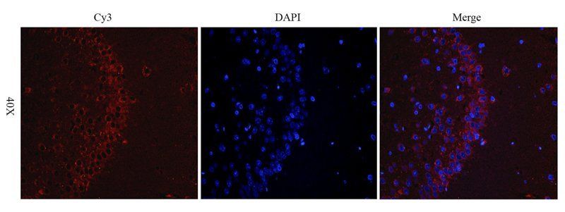 Melatonin Receptor 1A antibody