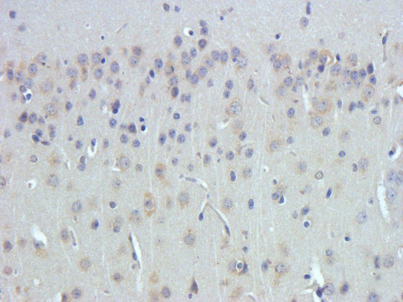 Melatonin Receptor 1A antibody