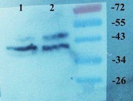 Melatonin Receptor 1A antibody