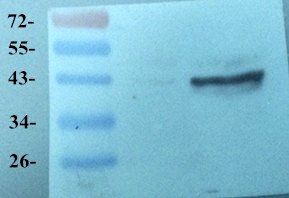 Melatonin Receptor 1A antibody