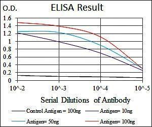 MELK Antibody