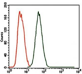 MELK Antibody