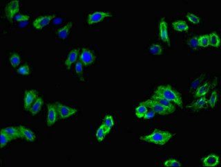 MELTF antibody