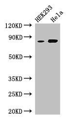 MELTF antibody