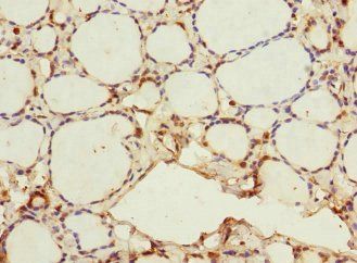 MEMO1 Antibody