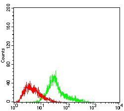 MEN1 Antibody