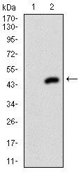 MEN1 Antibody