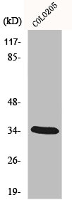 MEOX2 Antibody