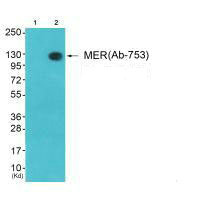 MERTK/TYRO3 Antibody