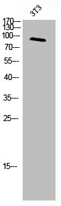 MERTK/TYRO3 Antibody