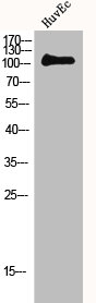 MERTK/TYRO3 Antibody