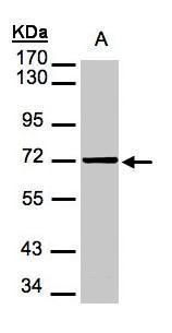 Mesothelin antibody [N1C2]