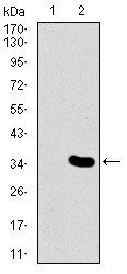 MESP2 Antibody