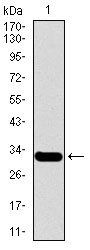 MESP2 Antibody