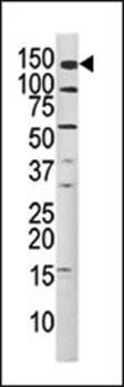 MET (phospho-Tyr1349) antibody