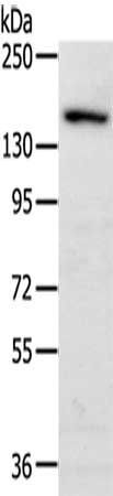 MET Antibody