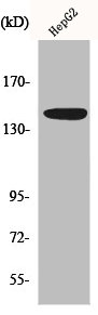 MET Antibody