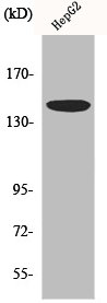 MET Antibody