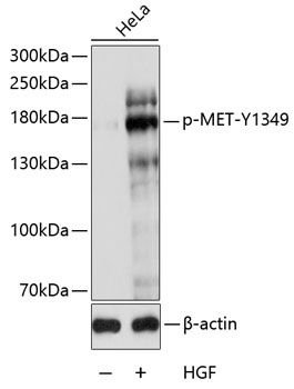 MET (Phospho-Y1349) antibody