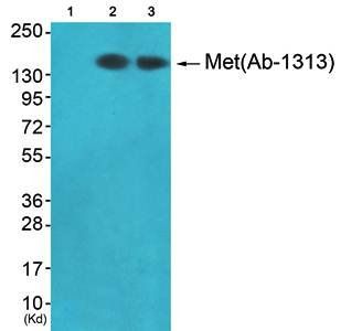 Met (Ab-1313) Antibody