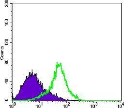 Metadherin Antibody